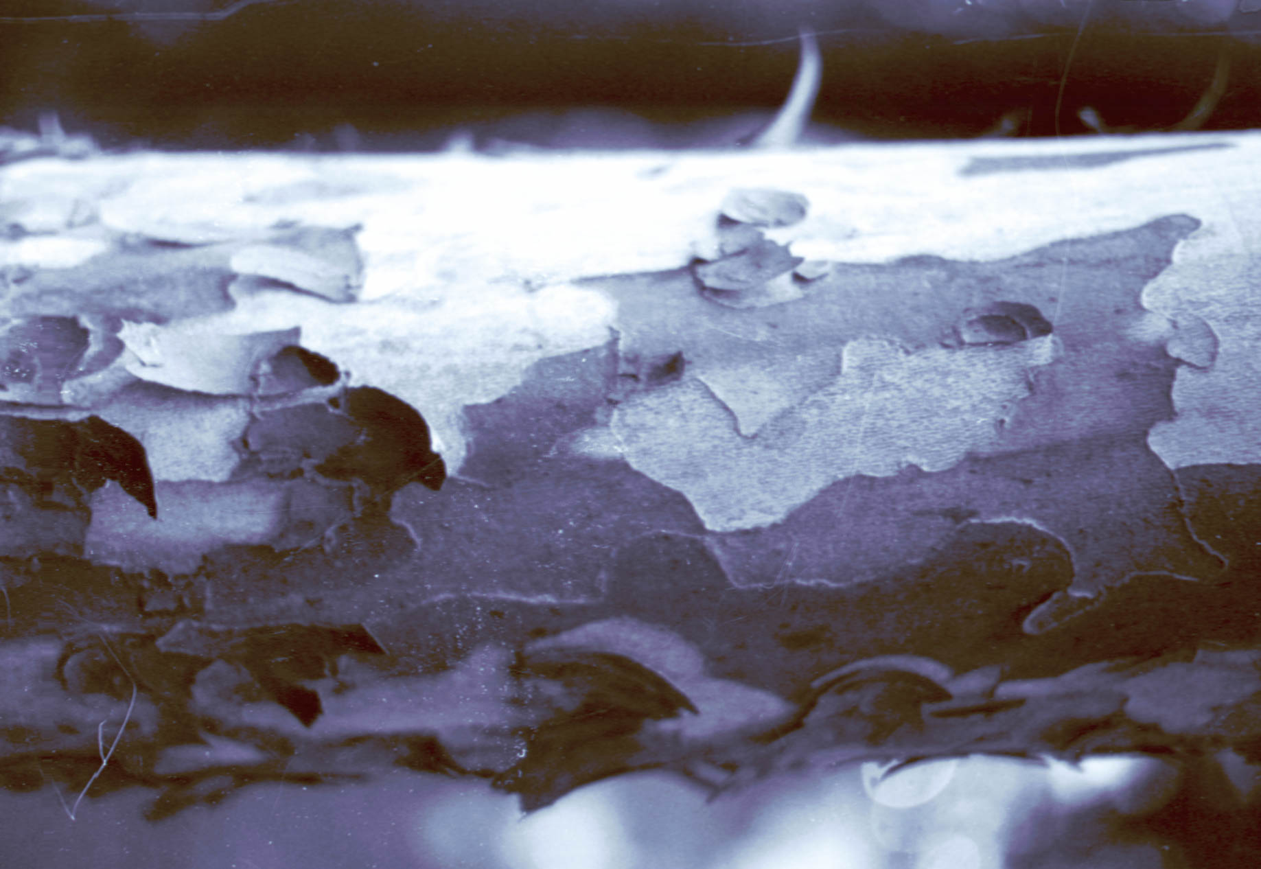 가로수 - BandiView_IMG012_mask001.jpg