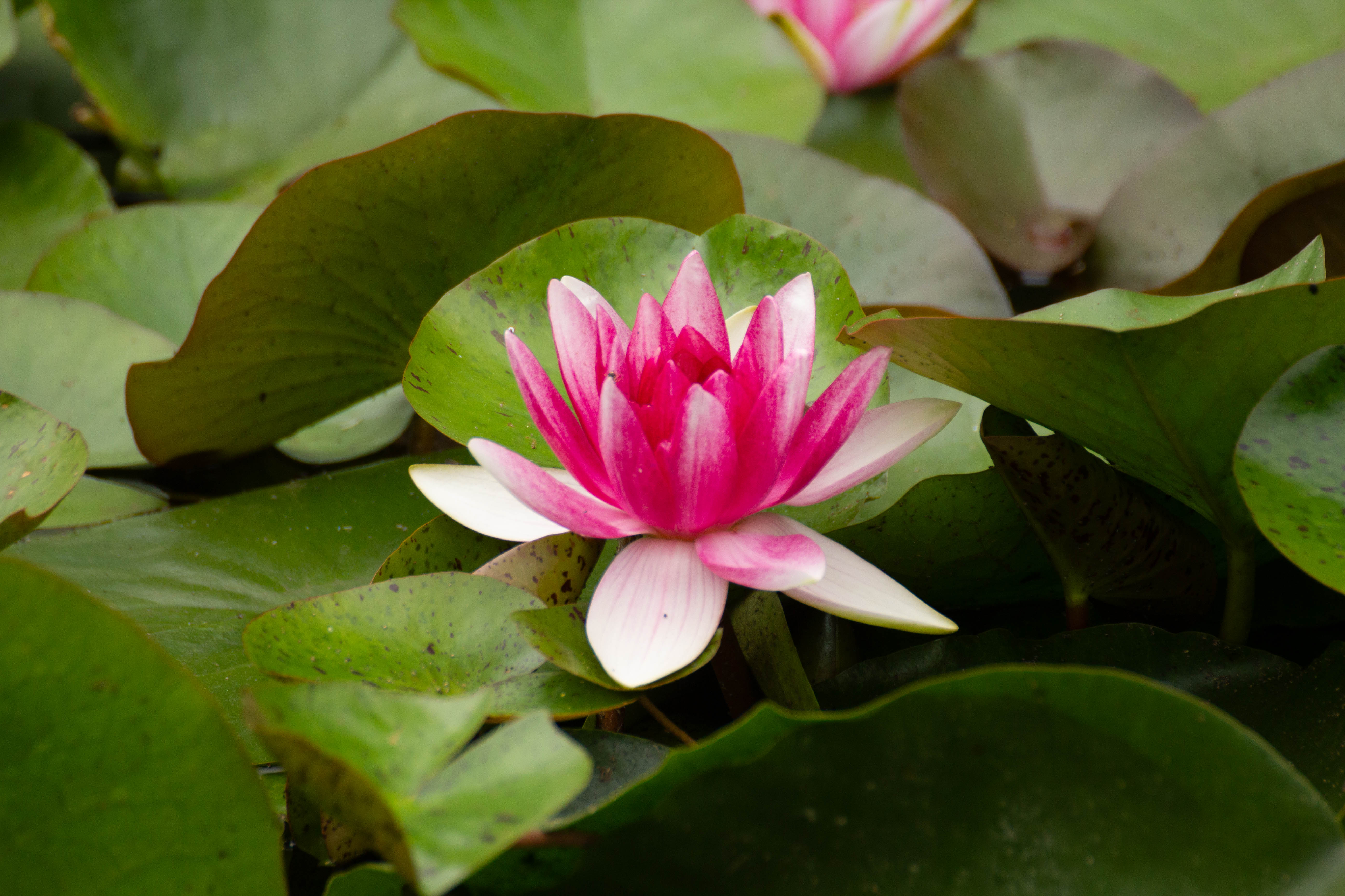 안산 식물원 - IMG_6967.jpg